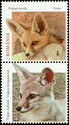 Fennec Fox (Vulpes zerda)