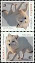 Arctic Fox (Vulpes lagopus)