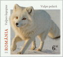 Arctic Fox (Vulpes lagopus)