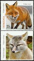 Red Fox (Vulpes vulpes)