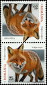 Red Fox (Vulpes vulpes)