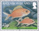 Squirrelfish (Holocentrus adscensionis)