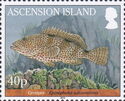 Rock Hind (Epinephelus adscensionis)