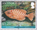 Glass Bigeye (Heteropriacanthus cruentatus)