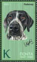 Pointer (Canis lupus familiaris)