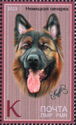 German Shepherd (Canis lupus familiaris)