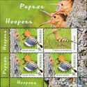 African Hoopoe (Upupa africana)