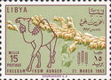 Camel and flock of sheep