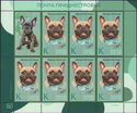 French Bulldog (Canis lupus familiaris)