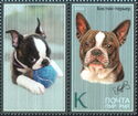 Boston Terrier (Canis lupus familiaris)