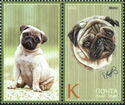 Pug (Canis lupus familiaris)