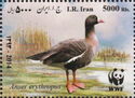 Lesser White-fronted Goose (Anser erythropus)