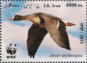 Lesser White-fronted Goose (Anser erythropus)