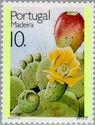 Tabaibo (Opuntia ficus-indica)