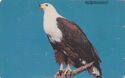 African Eagle