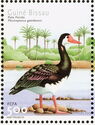 Spur-winged Goose (Plectropterus gambensis)