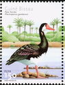 Spur-winged Goose (Plectropterus gambensis)