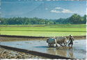 Central Java Province. Rice Field Ploughin