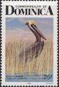 Brown Pelican (Pelecanus occidentalis)