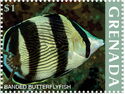 Banded Butterflyfish