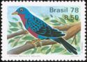Banded Cotinga (Cotinga maculata) 