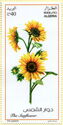Sunflower (Helianthus annuus)