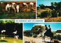 Camargue with Guardians