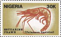 Estuarine Prawn (Palaemon hastatus)