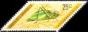 Grasshopper (Pterophylla sp.)