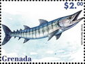 Great Barracuda (Sphyraena barracuda)