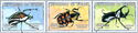 Insects - Beetles