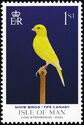 Fife Canary (Serinus canaria)