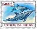 Rough-toothed dolphin (Steno bredanensis)