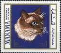 Domestic Cat (Felis silvestris catus)