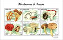 Mushrooms and Insects