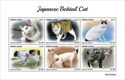 Japanese Bobtail Cat