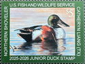 Northern shoveler (Spatula clypeata)