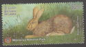 Black-Naped Hare (Lepus nigricollis)