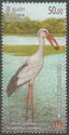 Asian Openbill Stork (Anastomus oscitans)