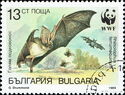 Greater Horseshoe Bat (Rhinolophus ferrumequinum)