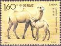 Bactrian Camel (Camelus bactrianus)