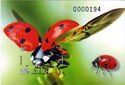 Seven-spot Ladybugs (Coccinella septempunctata)