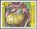 Cypripedium calceolus