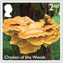 Chicken of the Woods (Laetiporus sulphureus)
