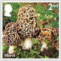 Morel (Morchella vulgaris)