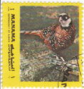 Reeve's Pheasant (Syrmaticus reevesii)