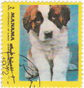 Saint Bernard Dog (Canis lupus familiaris)