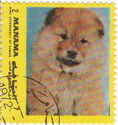 Chow Chow (Canis lupus familiaris)