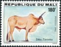 Toronké-Zebu (Bos primigenius indicus)