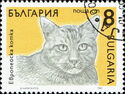 European Domestic Cat (Felis silvestris catus)